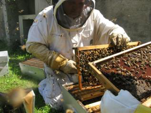jardin des abeilles